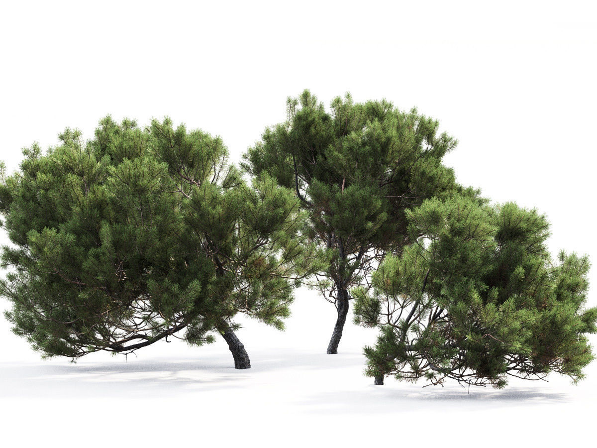 Pinus Mugo 05 3D model_5