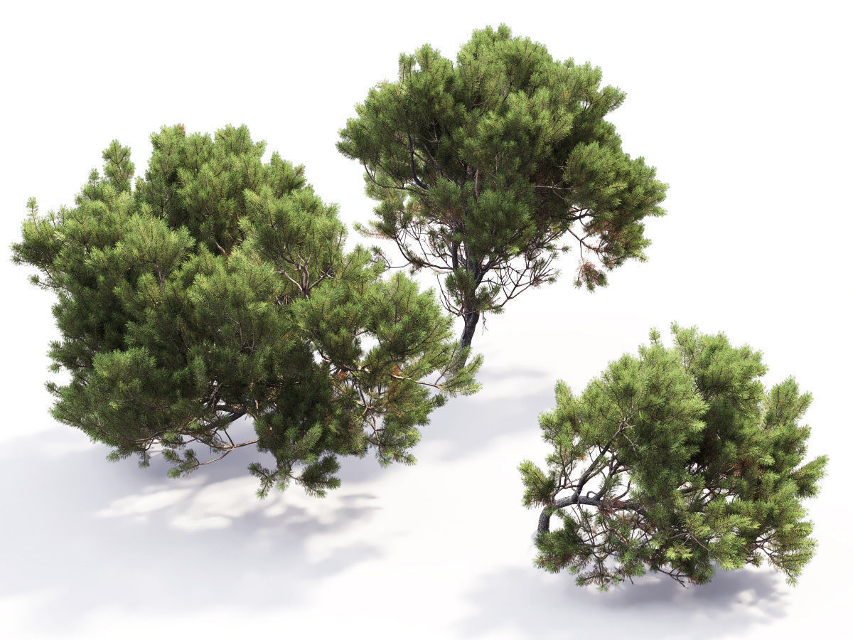 Pinus Mugo 05 3D model_6