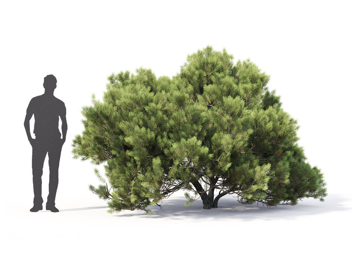 Pinus Mugo 05 3D model_2