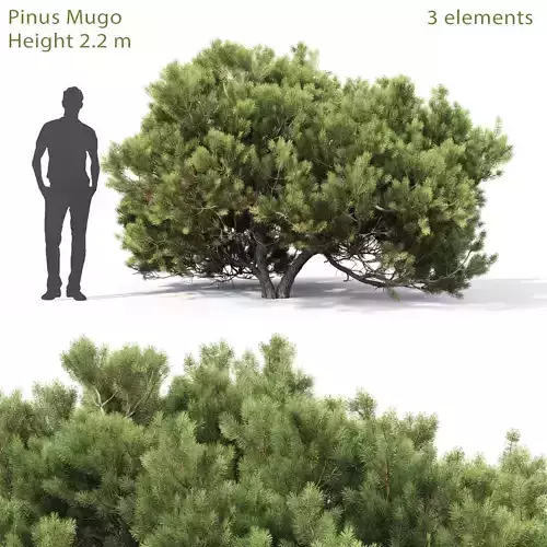 Pinus Mugo 05