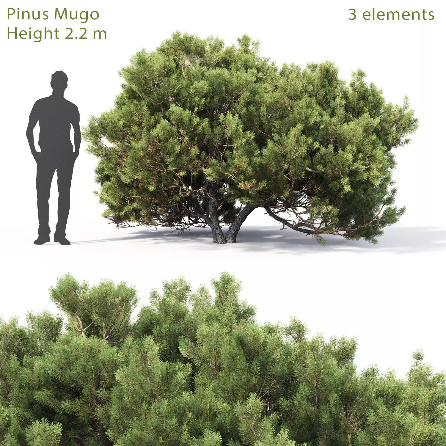 Pinus Mugo 05 3D model_0
