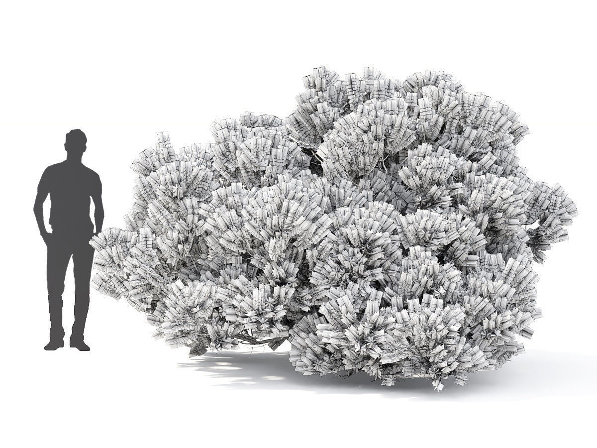 Pinus Mugo 05 3D model_7