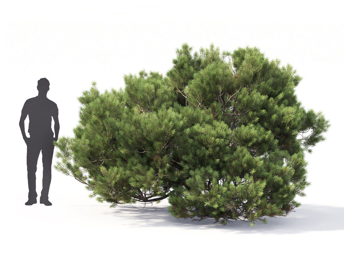 Pinus Mugo 05 3D model_1