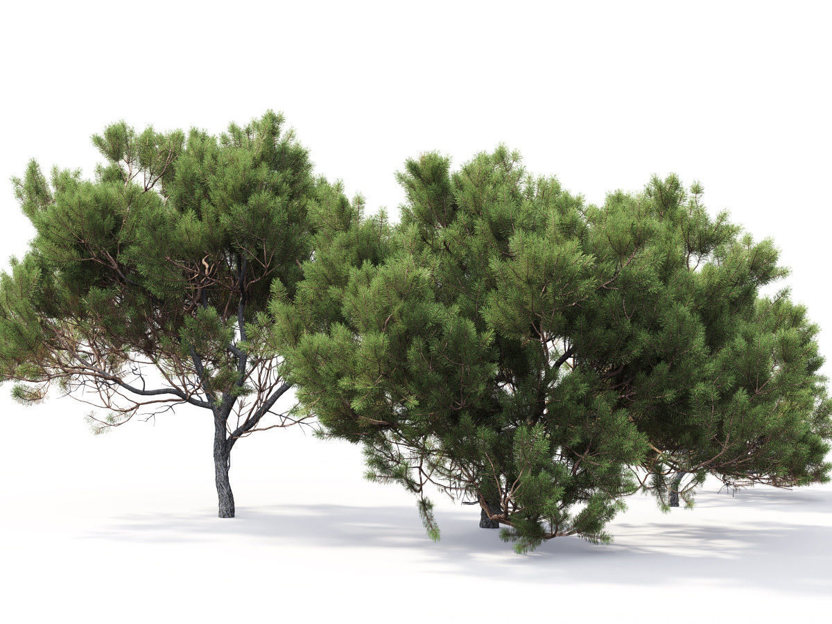 Pinus Mugo 05 3D model_4