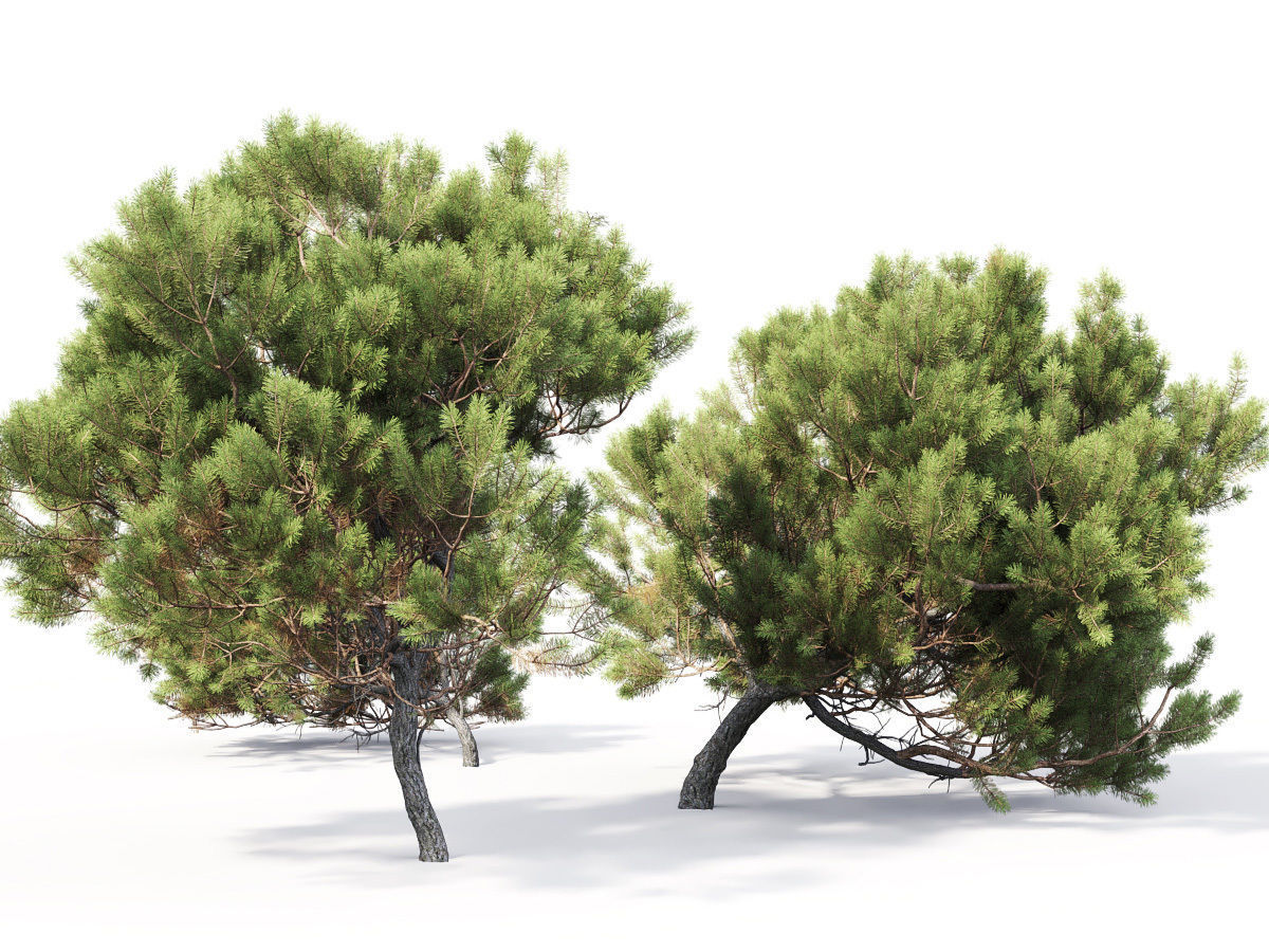 Pinus Mugo 05 3D model_3
