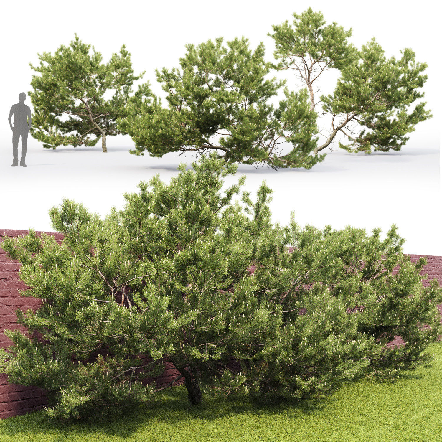 Pinus Mugo 06 3D model_2