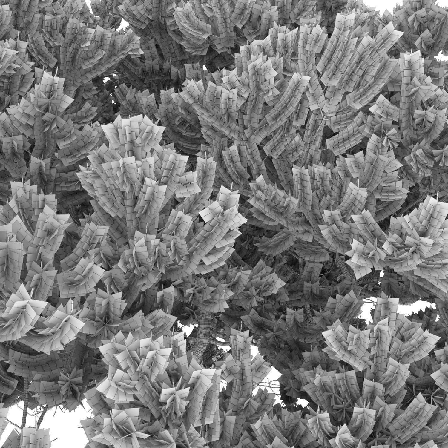 Pinus Mugo 06 3D model_3