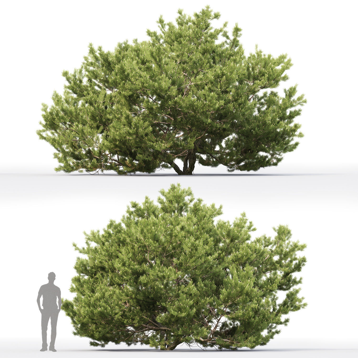 Pinus Mugo 06 3D model_1