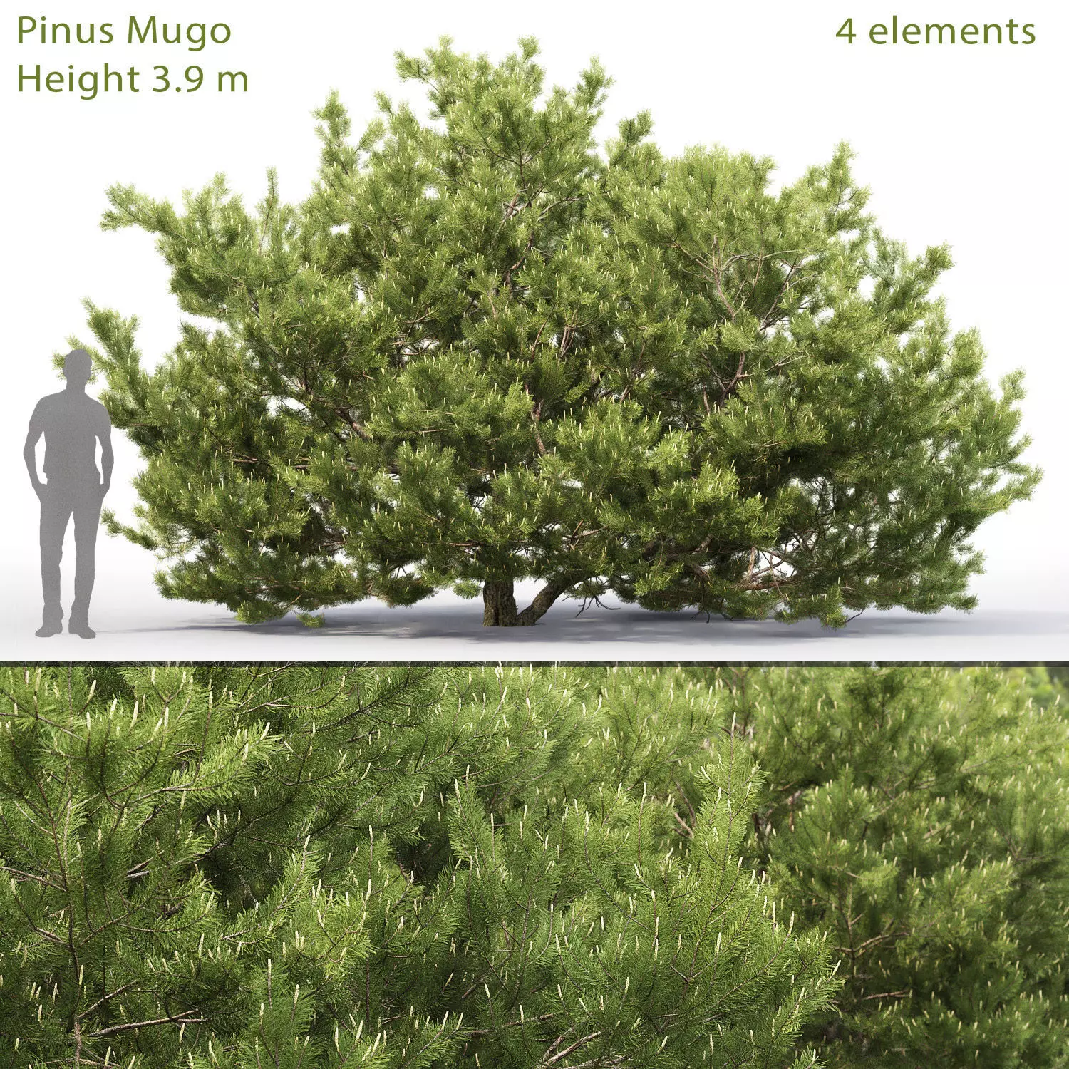 Pinus Mugo 06 3D model_0