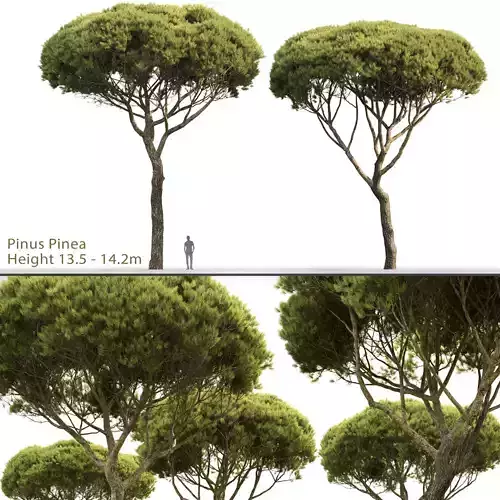 Pinus Pinea 03 3D model