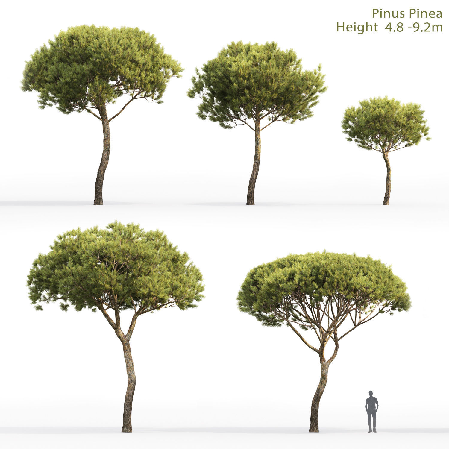 Pinus Pinea 04 3D model_1