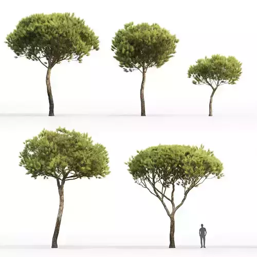 Pinus Pinea 04 3D model