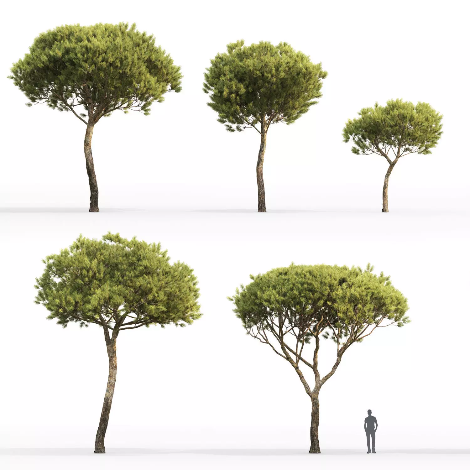 Pinus Pinea 04 3D model_0