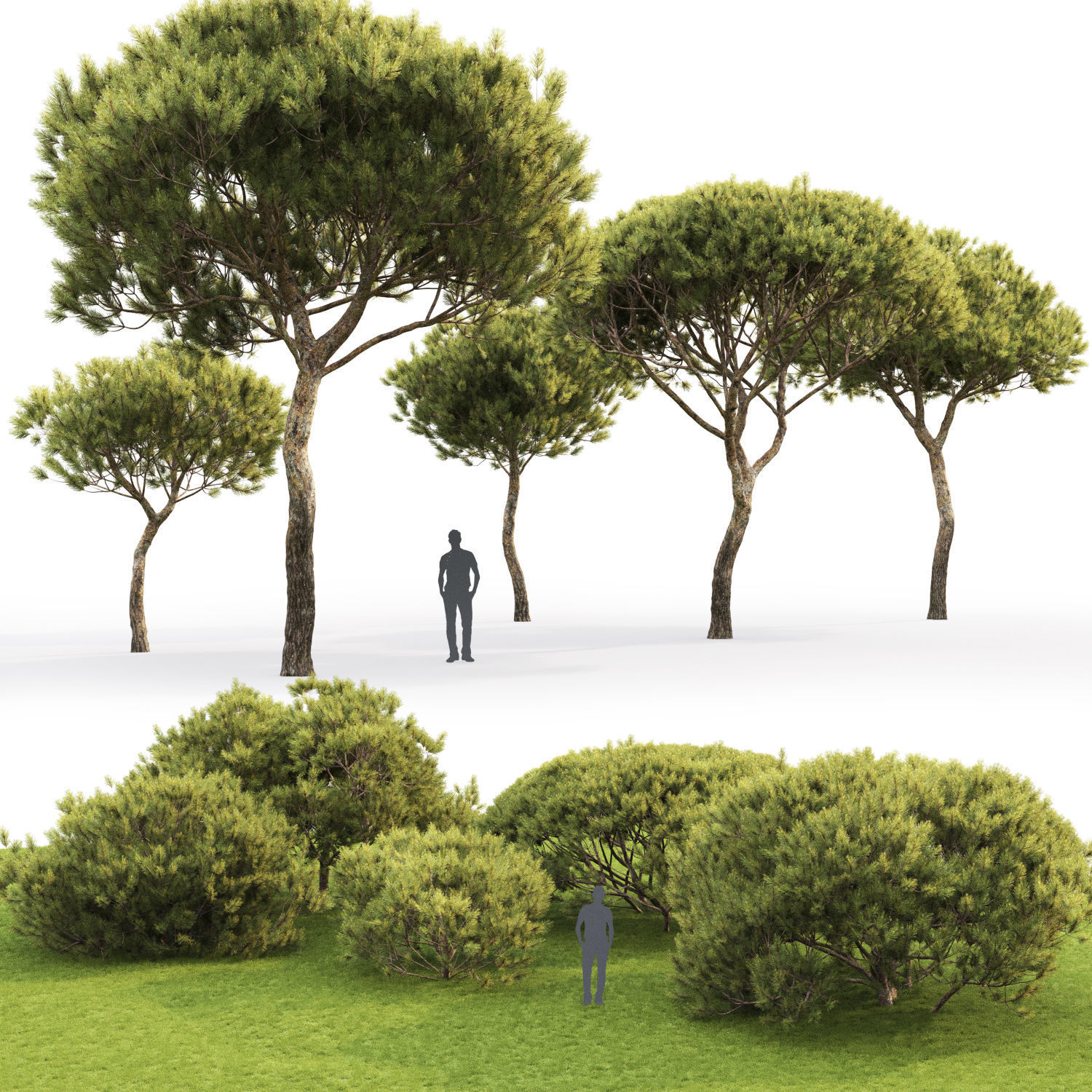 Pinus Pinea 04 3D model_2