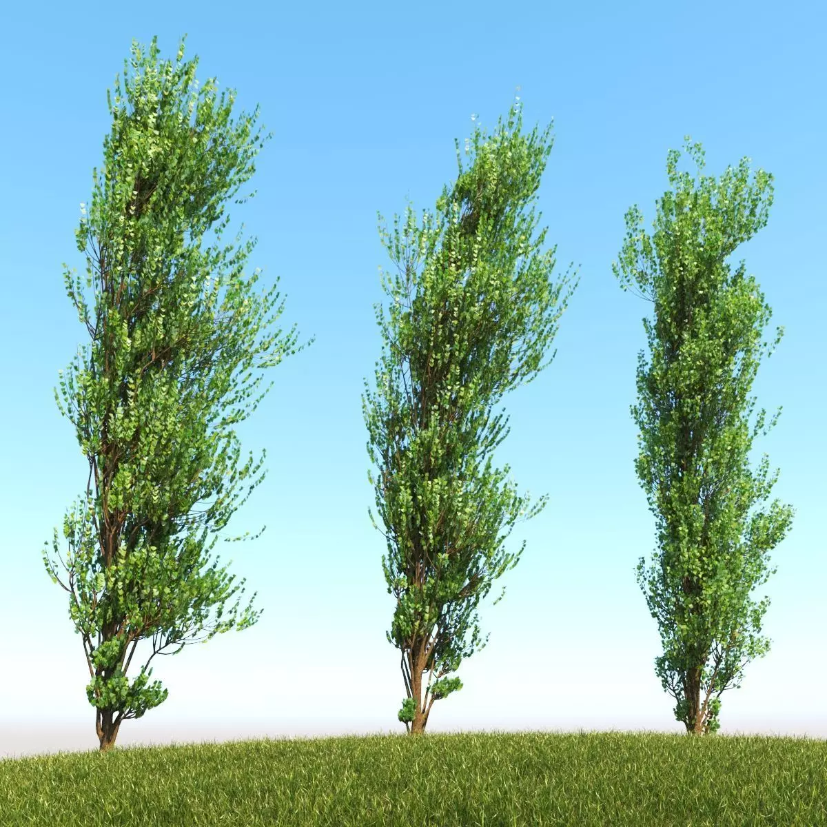 Lombardy Poplar v1 3D model