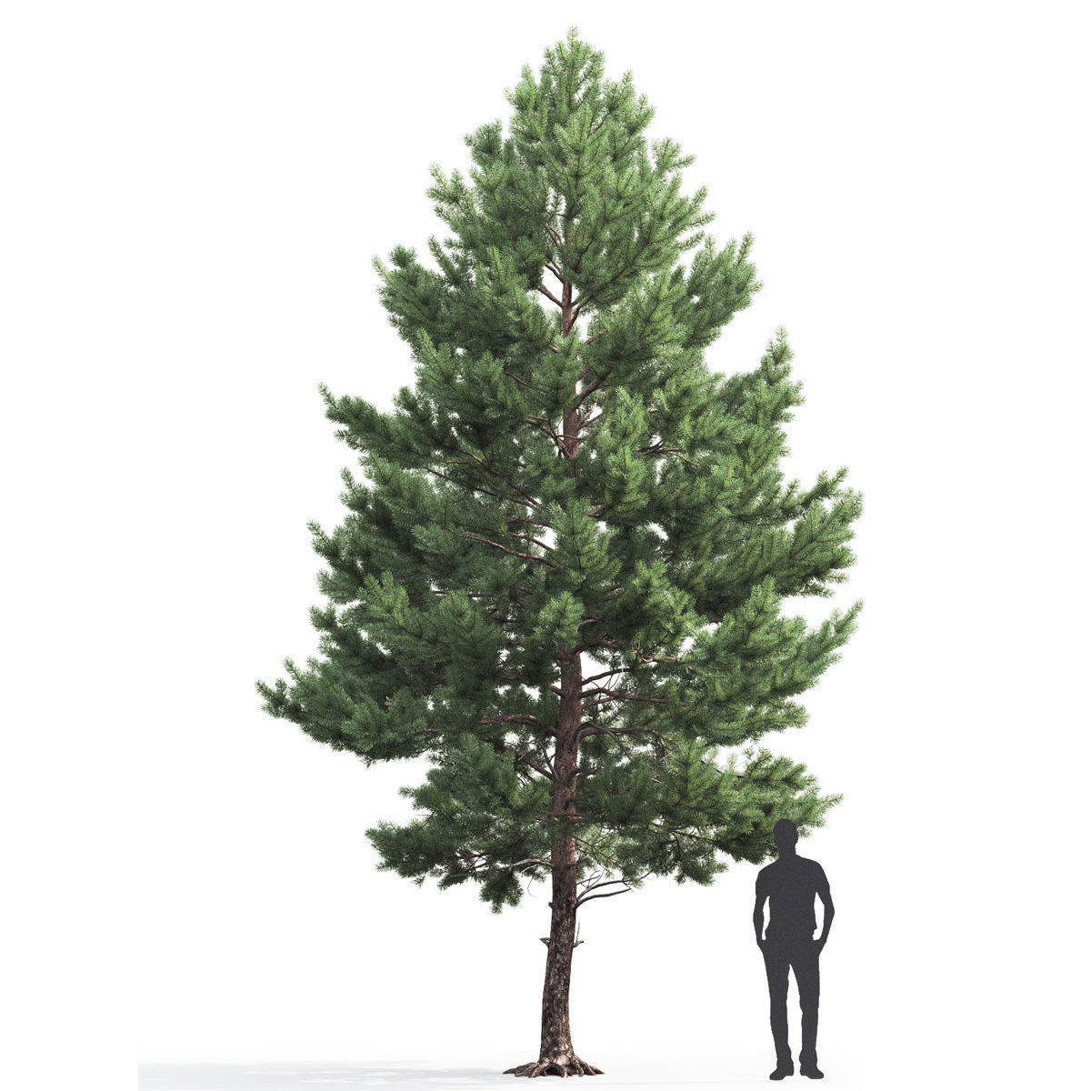 Pinus Sylvestris 03 3D model_2