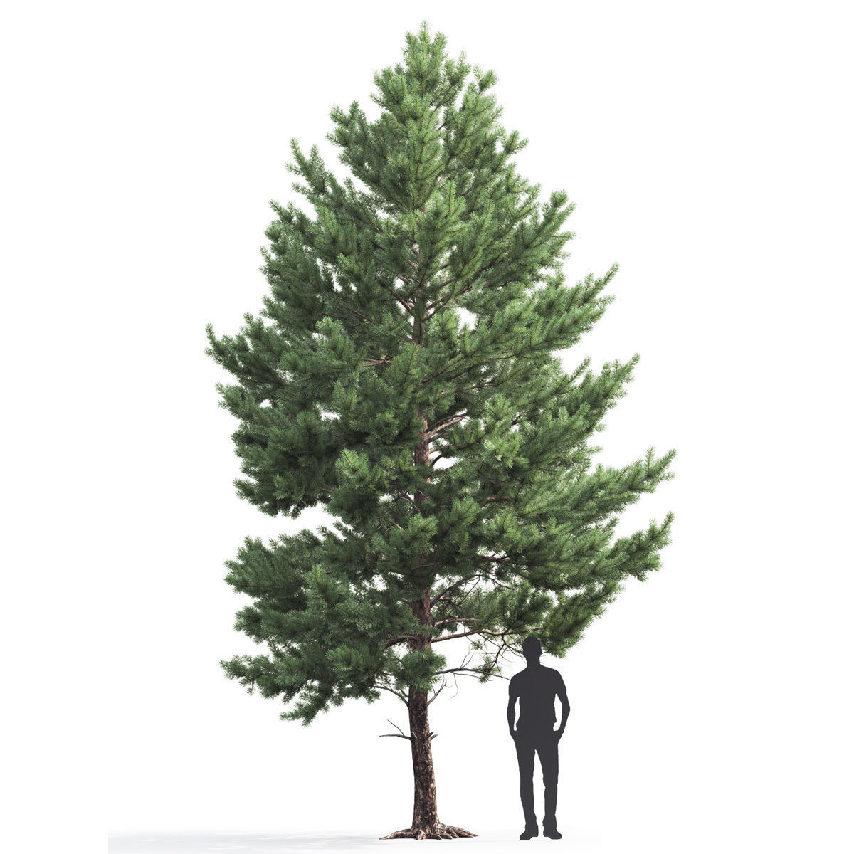 Pinus Sylvestris 03 3D model_1