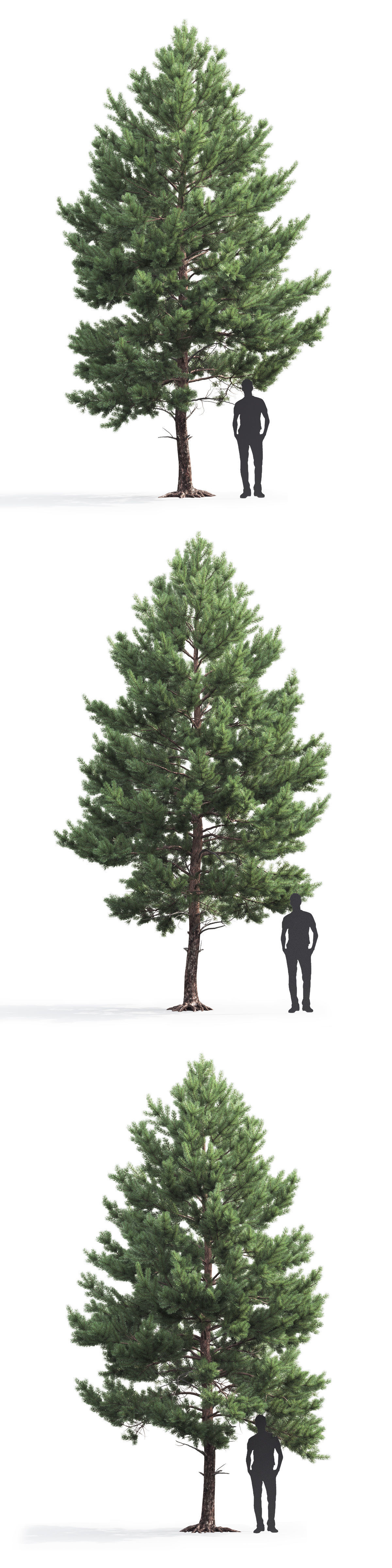 Pinus Sylvestris 03 3D model_4