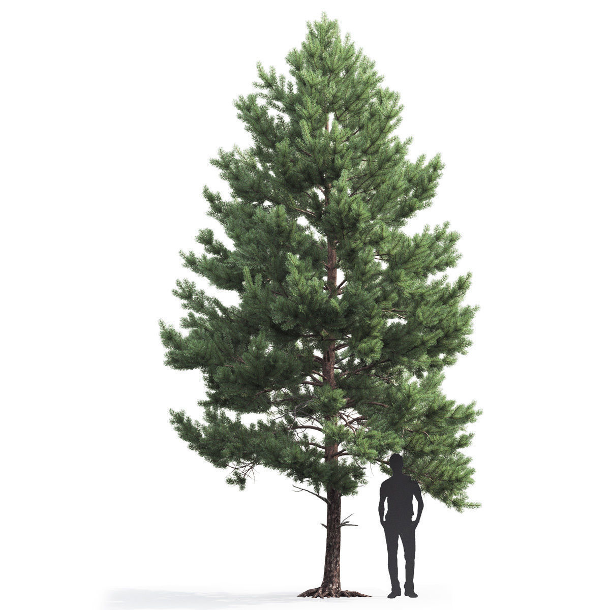 Pinus Sylvestris 03 3D model_3