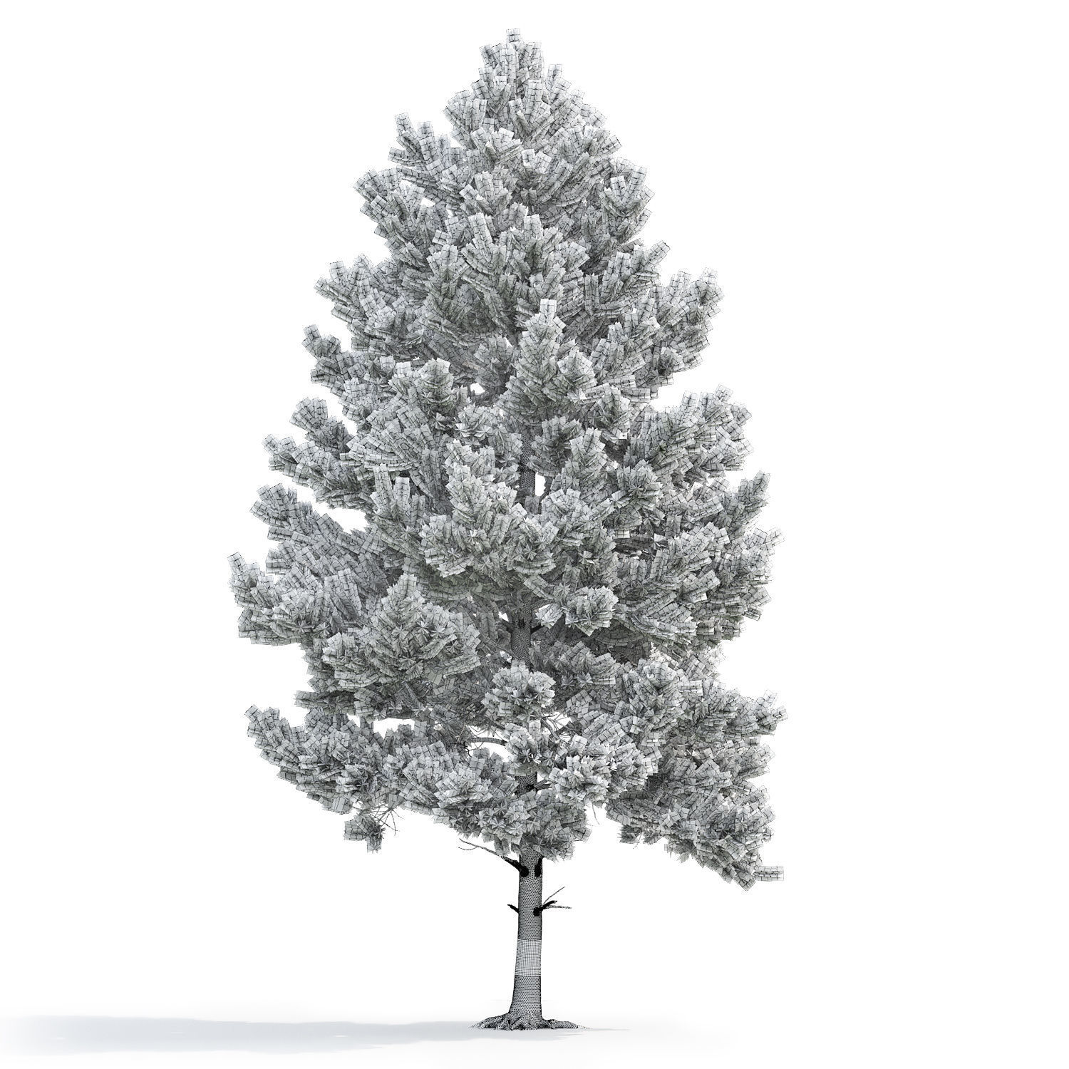 Pinus Sylvestris 03 3D model_5