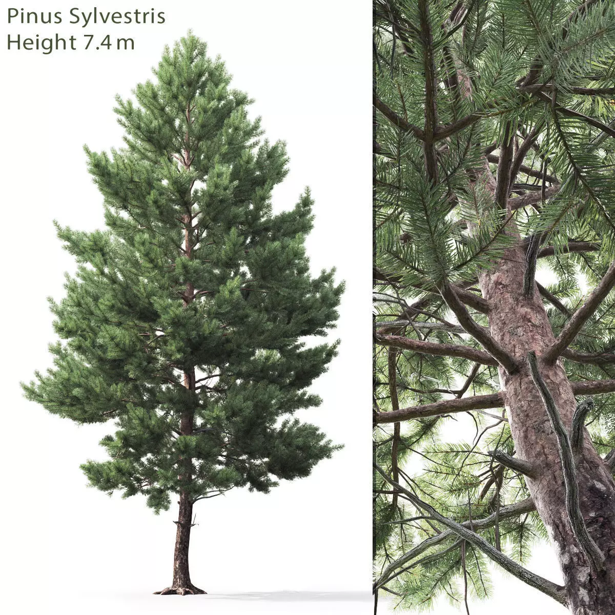 Pinus Sylvestris 03 3D model_0