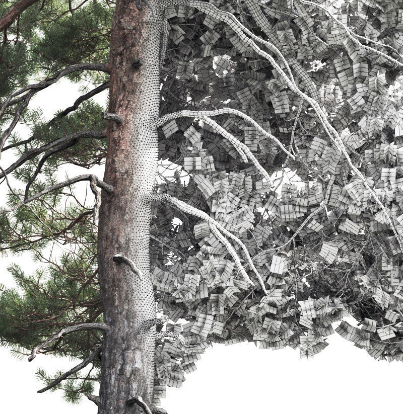 Pinus Sylvestris 05 3D model_3