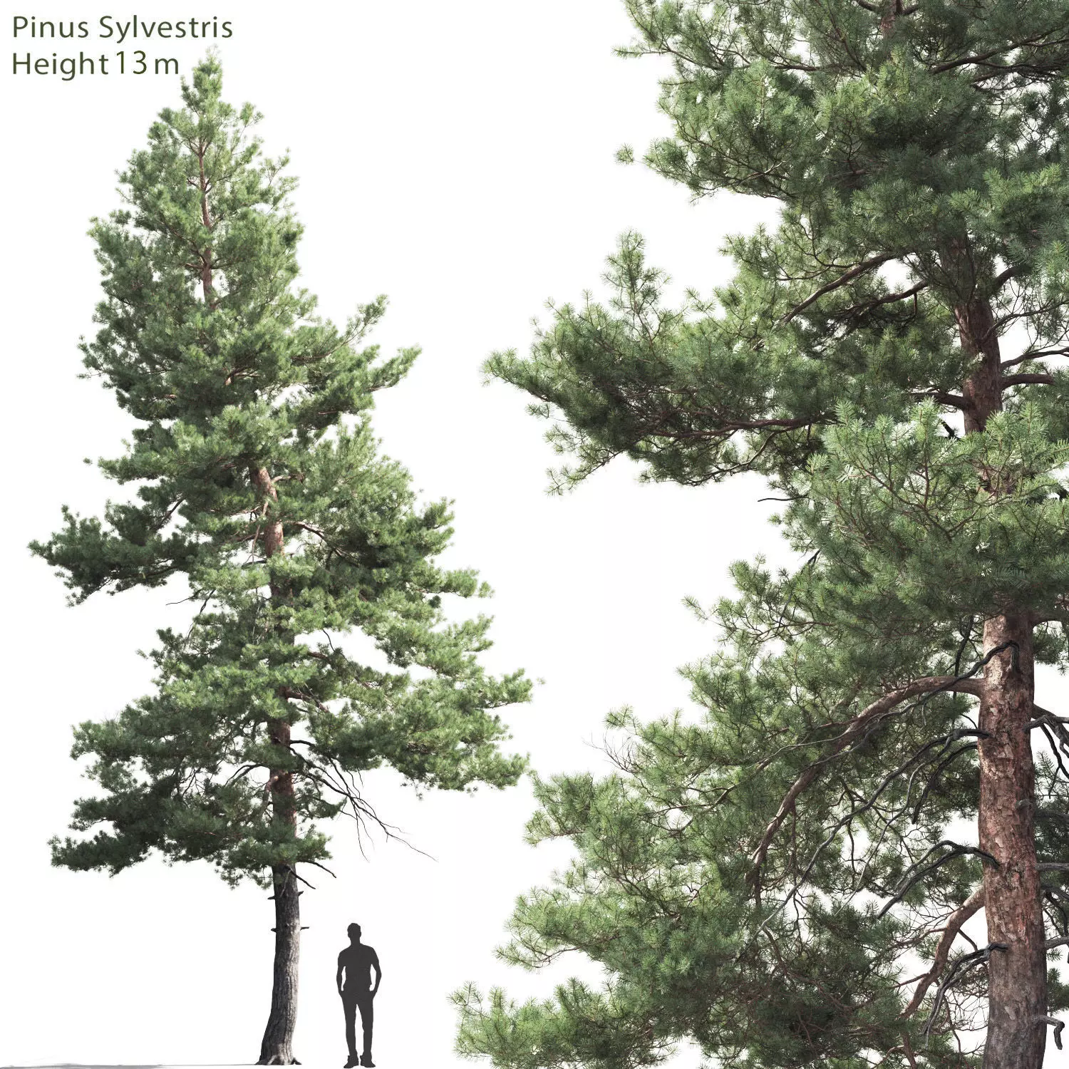 Pinus Sylvestris 05 3D model_0