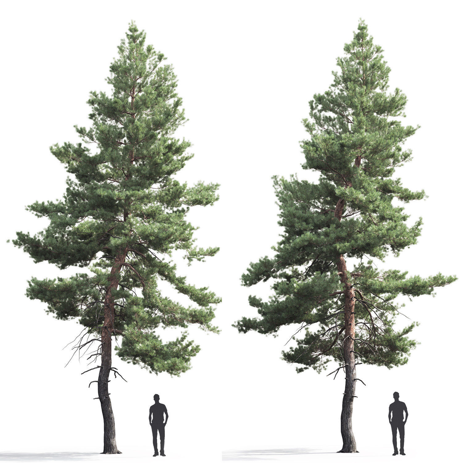 Pinus Sylvestris 05 3D model_1