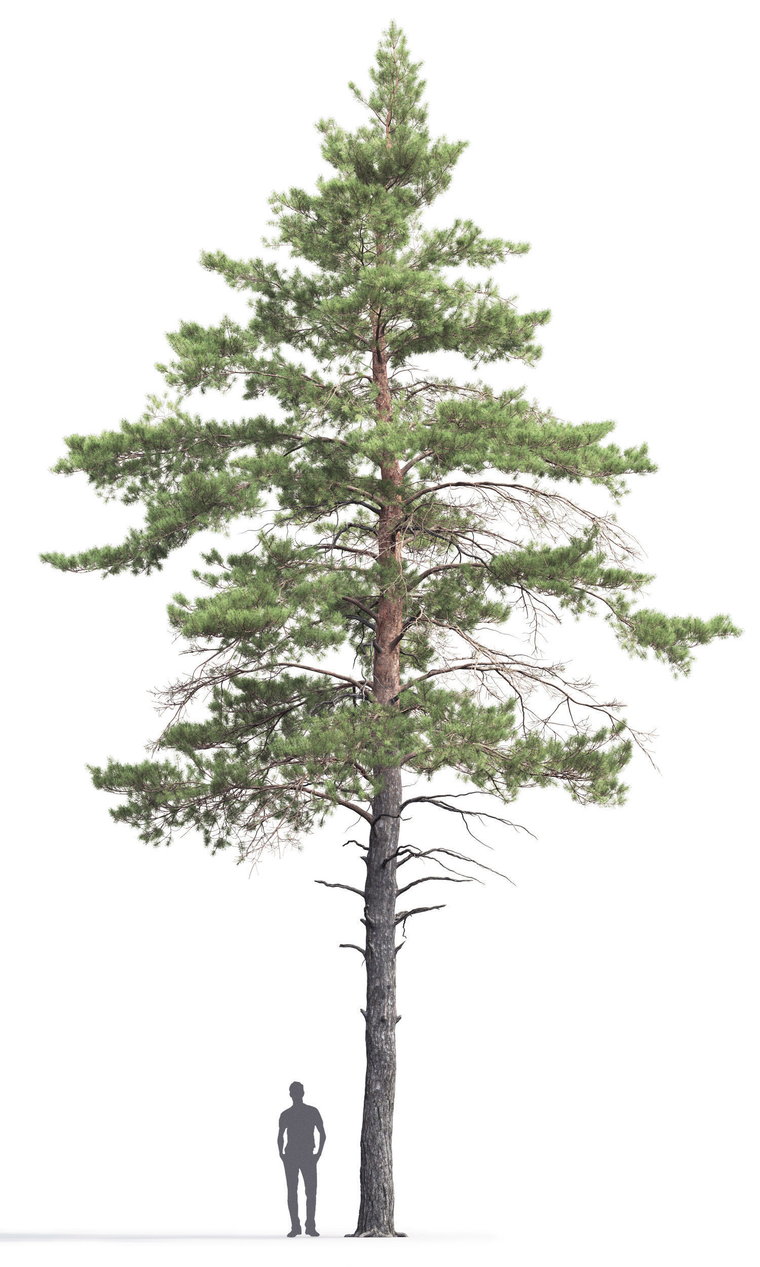 Pinus Sylvestris 06 3D model_1
