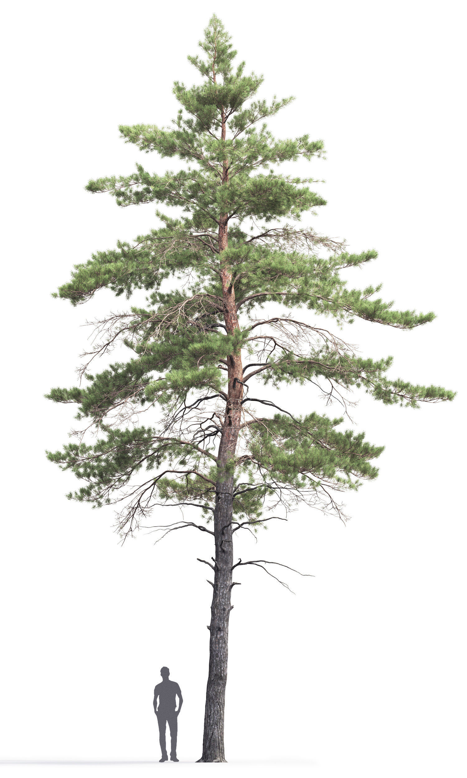 Pinus Sylvestris 06 3D model_2