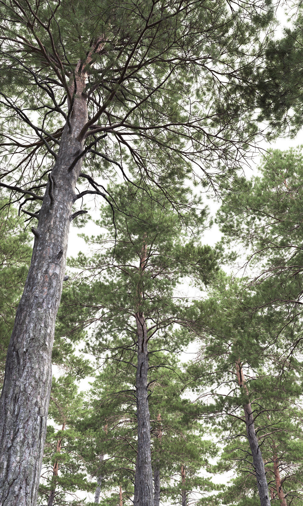 Pinus Sylvestris 06 3D model_3