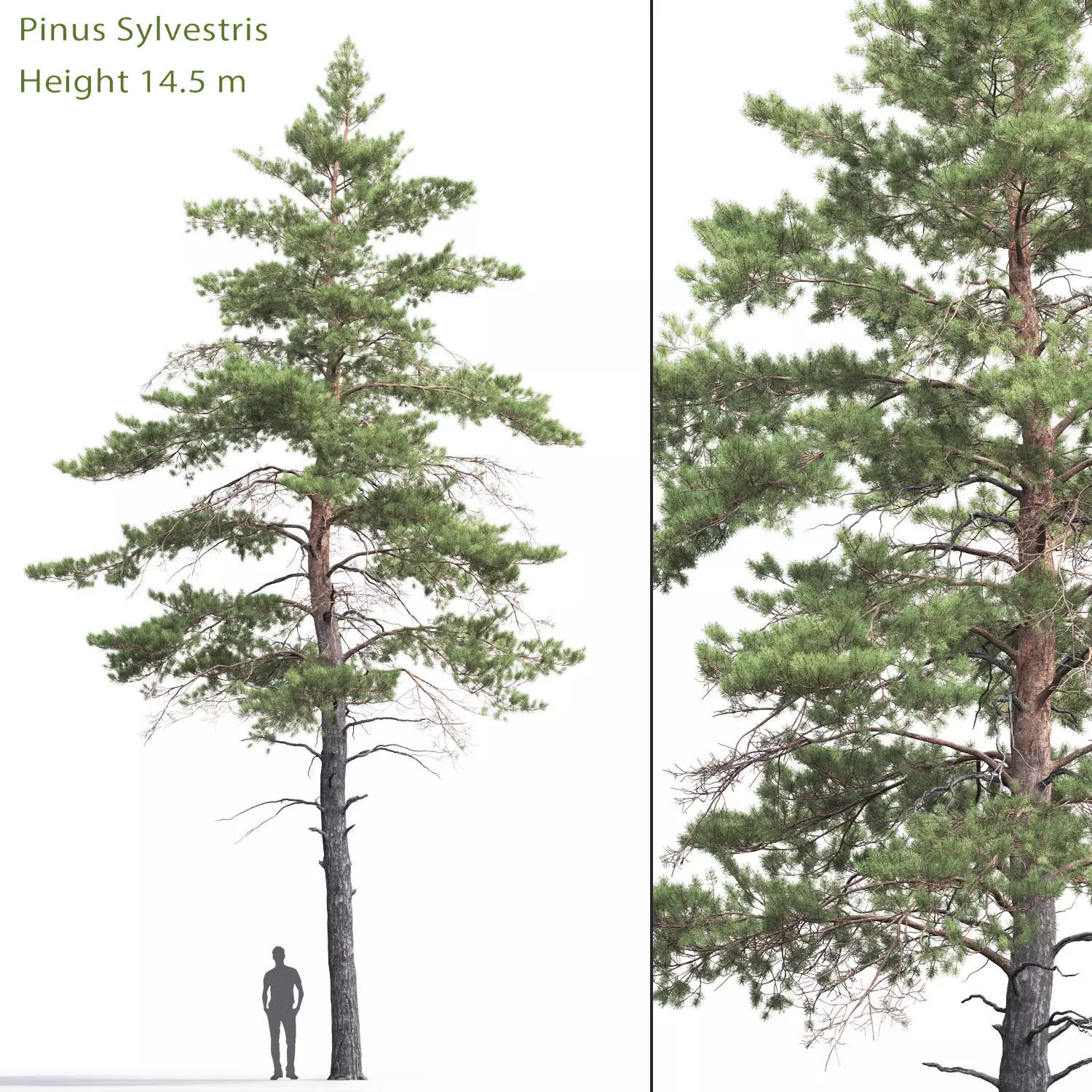 Pinus Sylvestris 06 3D model_0