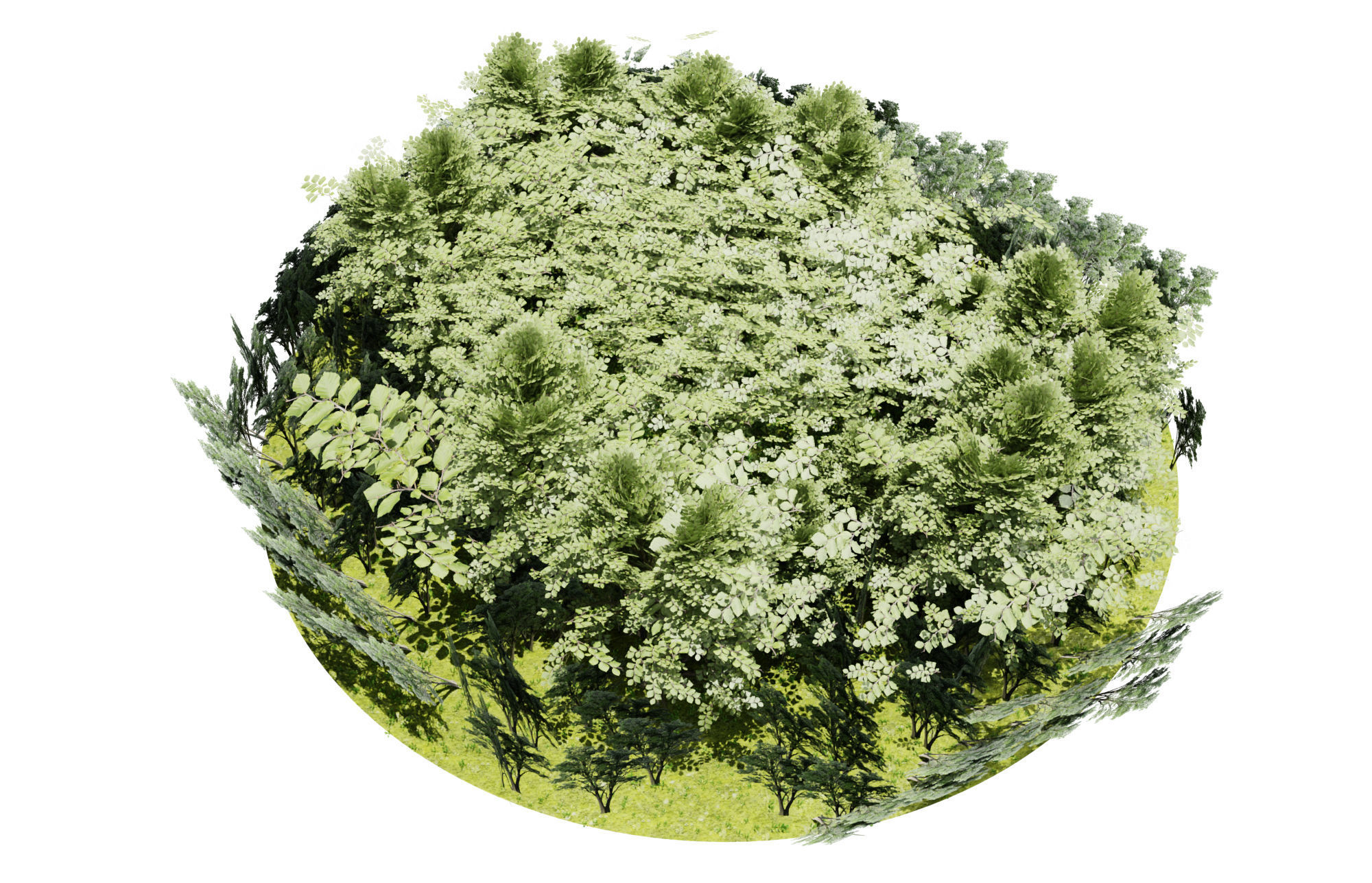 Swamp forest Low-poly 3D model_10