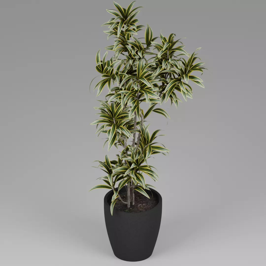 Small Plant 3D model