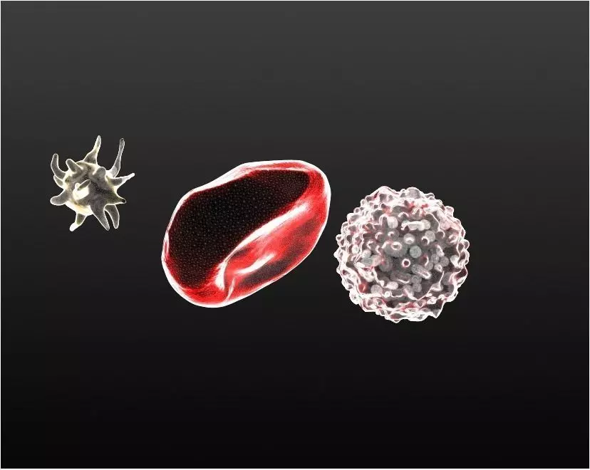 Printable Models for Blood Cells Free 3D print model