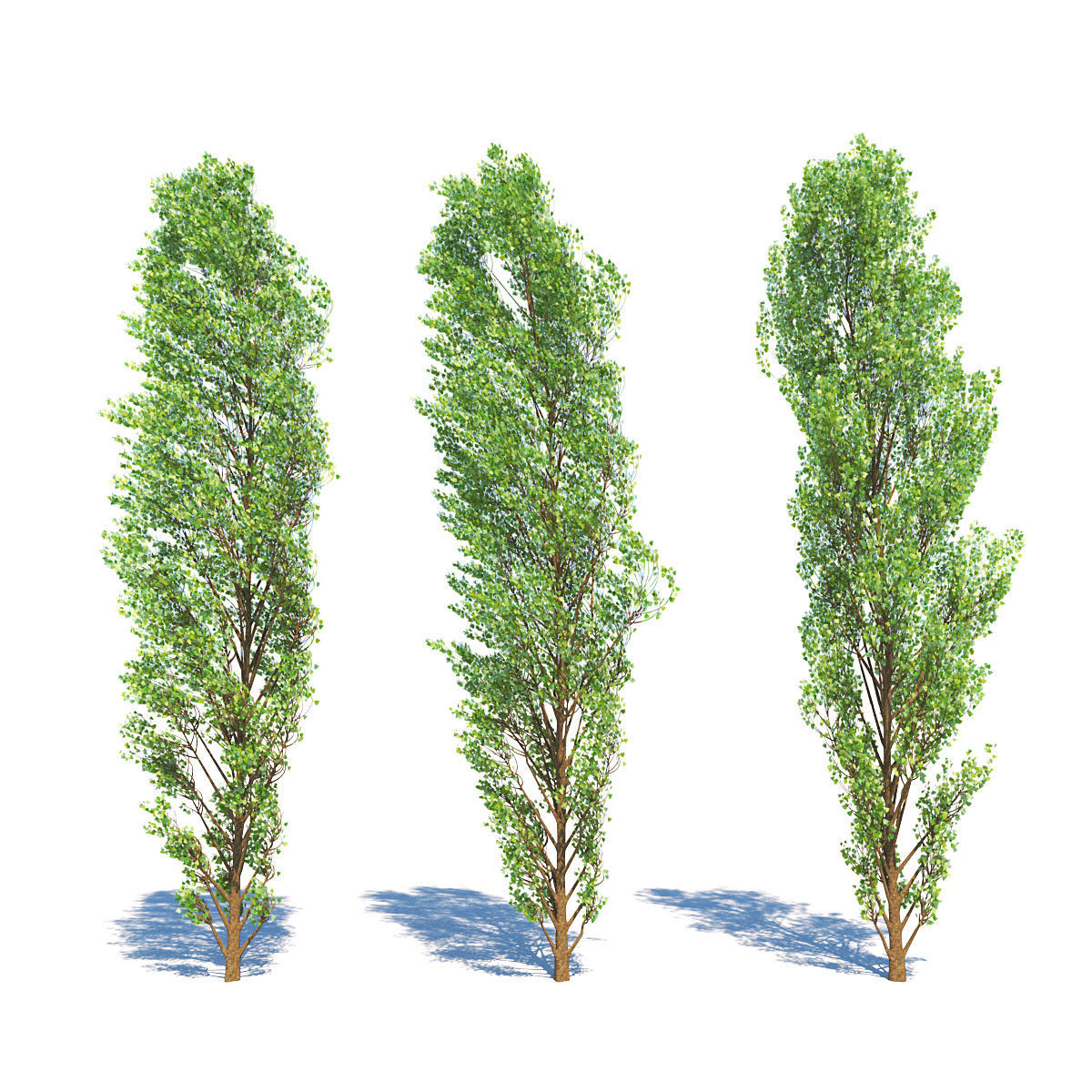 Lombardy Poplar v2 3D model_3