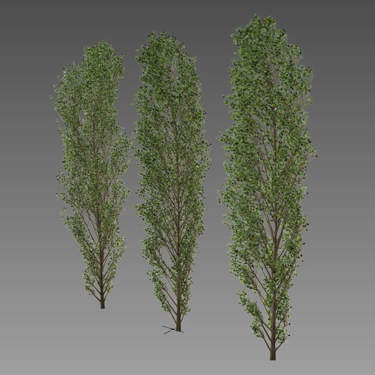 Lombardy Poplar v2 3D model_4