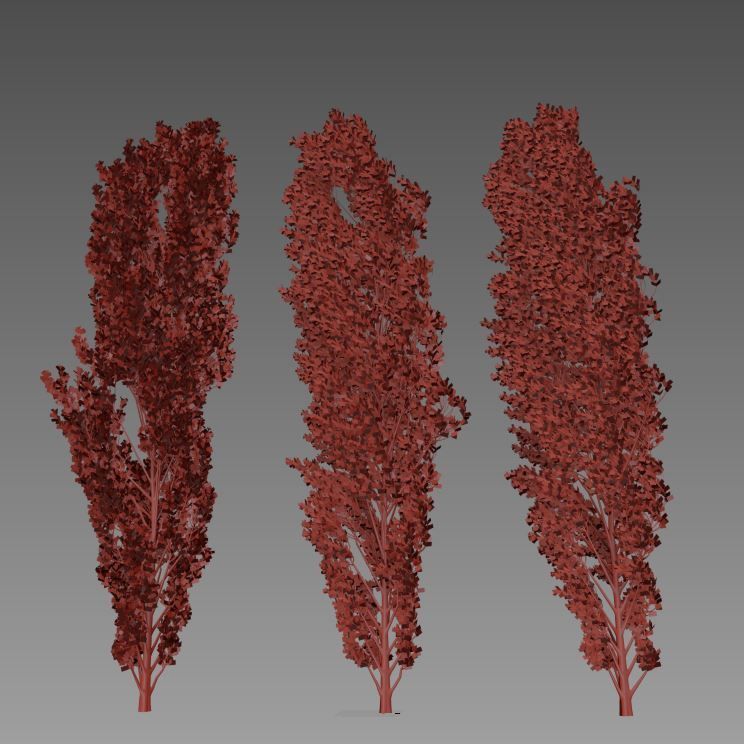 Lombardy Poplar v2 3D model_6