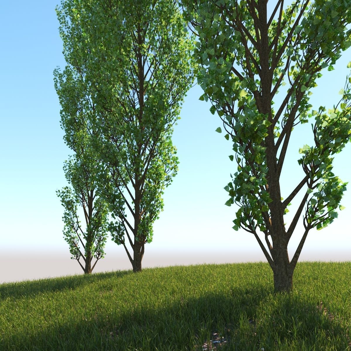 Lombardy Poplar v2 3D model_2
