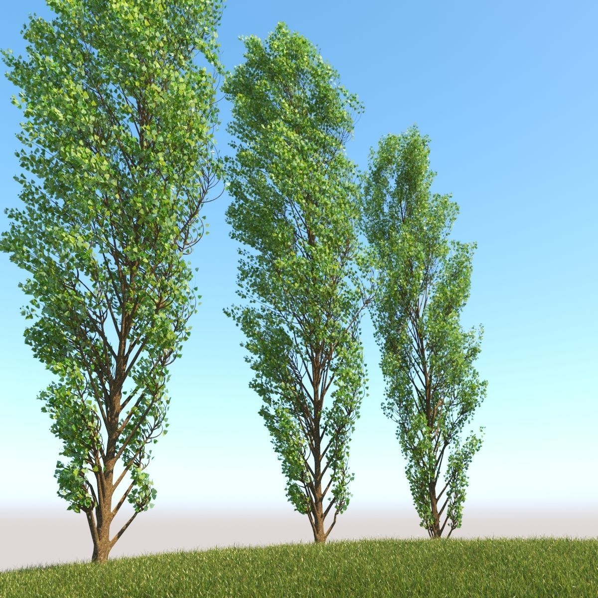 Lombardy Poplar v2 3D model_1