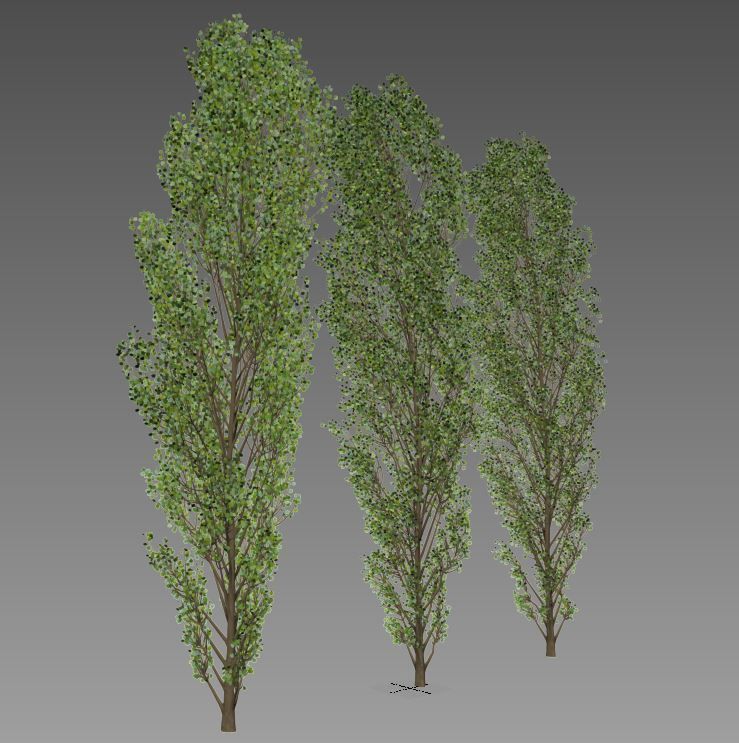 Lombardy Poplar v2 3D model_5