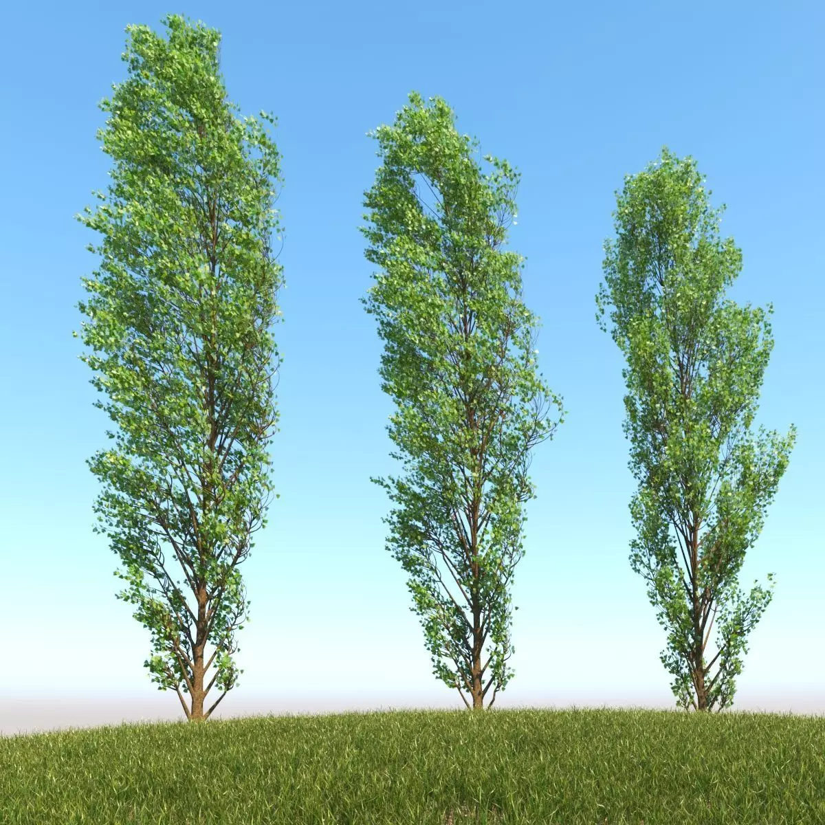 Lombardy Poplar v2 3D model_0