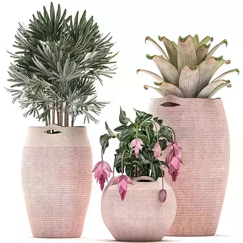 Decorative plants in flower pots for the interior 479