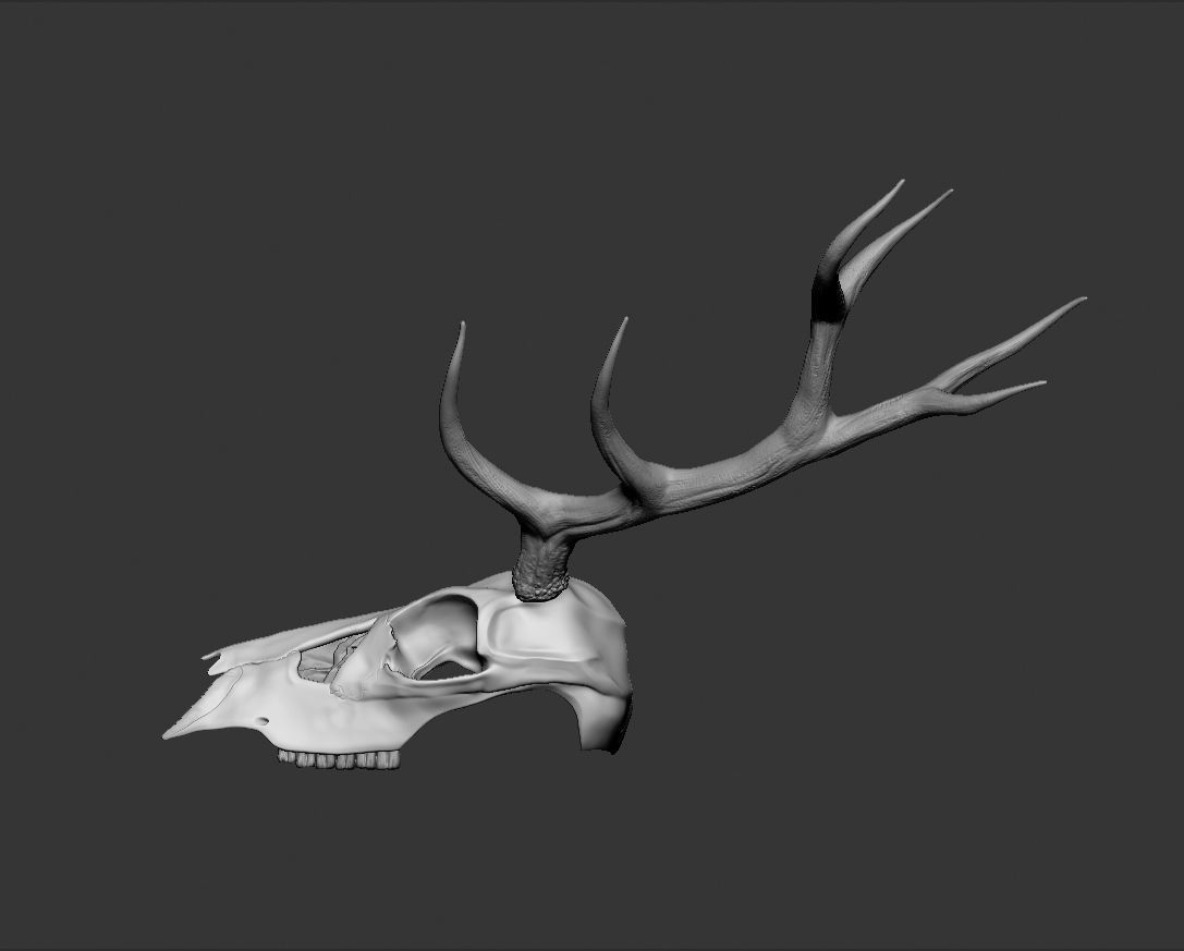 Deer skull with horns Low-poly 3D model_9
