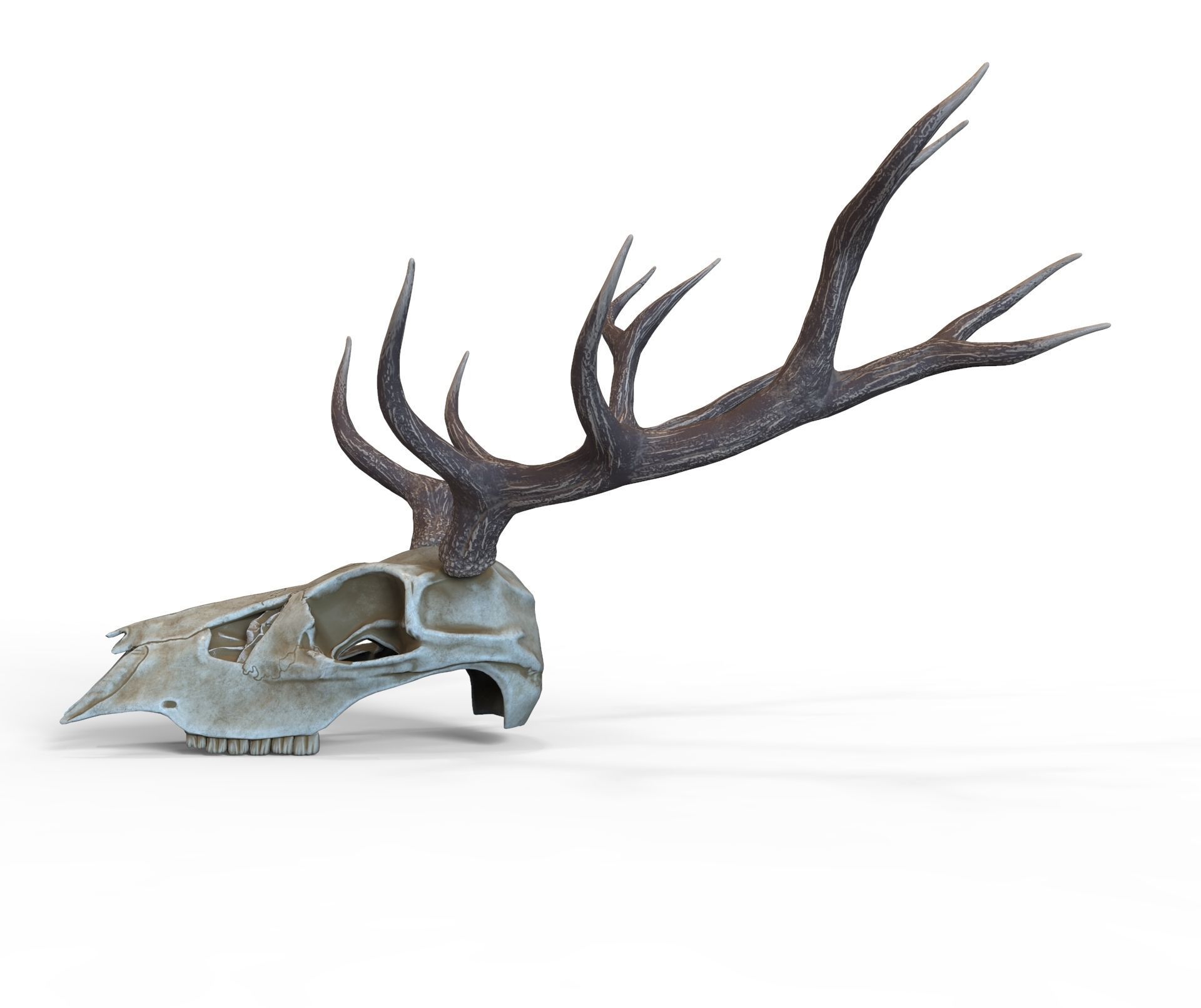Deer skull with horns Low-poly 3D model_5