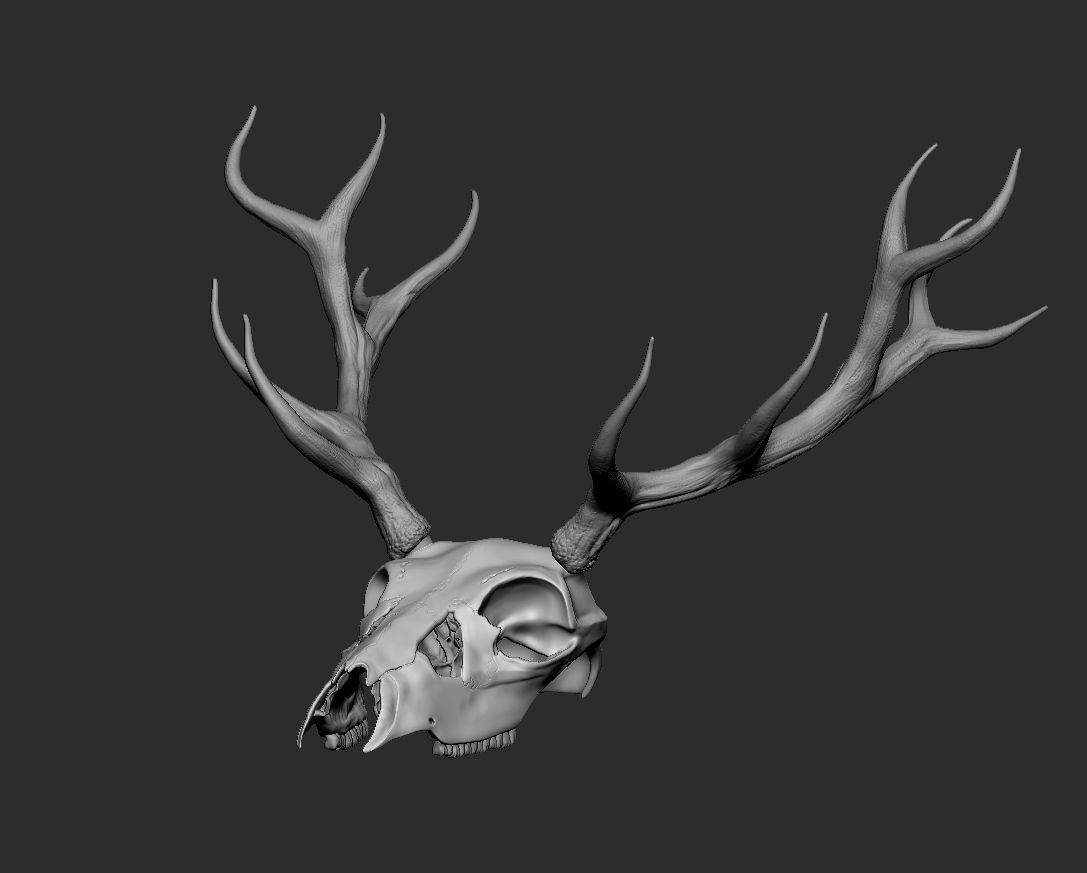 Deer skull with horns Low-poly 3D model_8