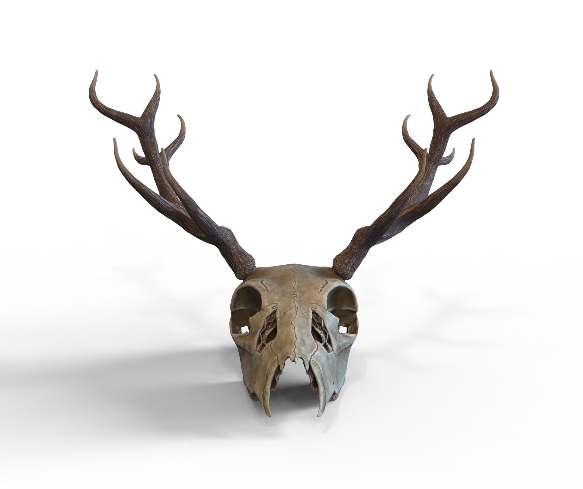 Deer skull with horns Low-poly 3D model_2