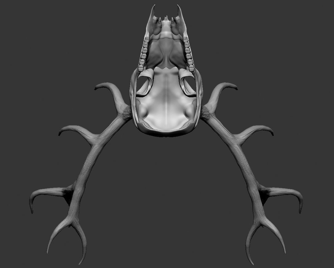Deer skull with horns Low-poly 3D model_12
