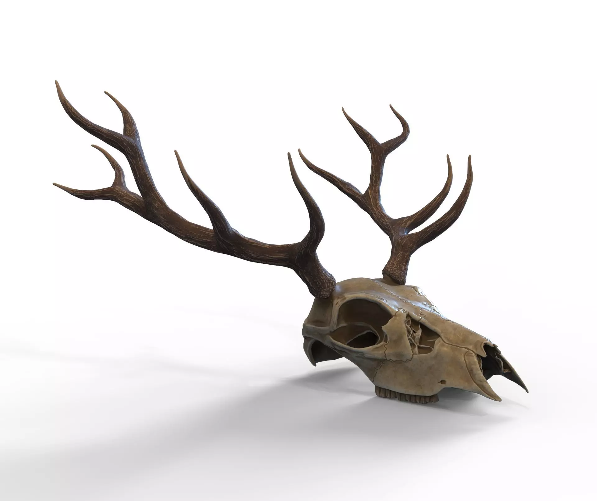 Deer skull with horns Low-poly 3D model_0