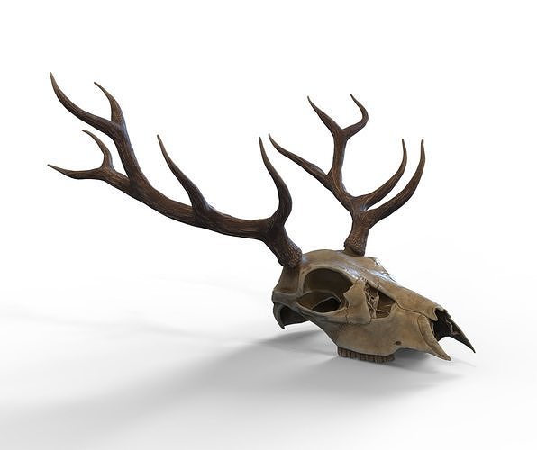 Deer skull with horns Low-poly 3D model